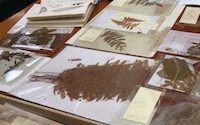 large collection of pressed botanicals