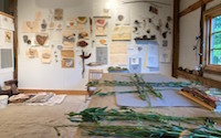View of Honeycutt's studio, collage of botanicals and sketches pinned to the wall