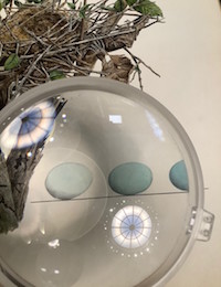 Magnifying glass over an illustration of a bird's nest and three eggs, reflection of the AAS reading room dome in the lens