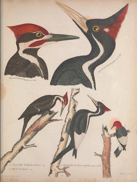 Ivory-bill woodpeckers from American Ornithology by Alexander Wilson