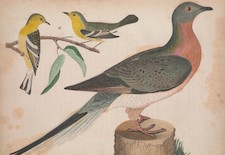 Passenger pigeon and blue-mountain warbler from Alexander Wilson’s American Ornithology.