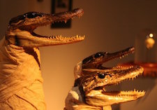 three taxidermied alligator heads on display in Pou's Dime Museum installation.