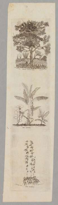 Bread Fruit Tree, The Banana, The Bamboo, ca. 1838